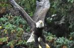 Uma Bald Eagle voa sobre nossas cabeças, em Haines, no sudeste do Alaska